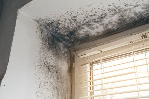 Trusted Attic Mold Removal service in Baldwin, MI - Cheap Mold Removal